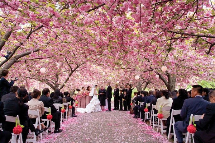 ceremonie mariage romantique exterieur decors arbre fleurs de cerisier